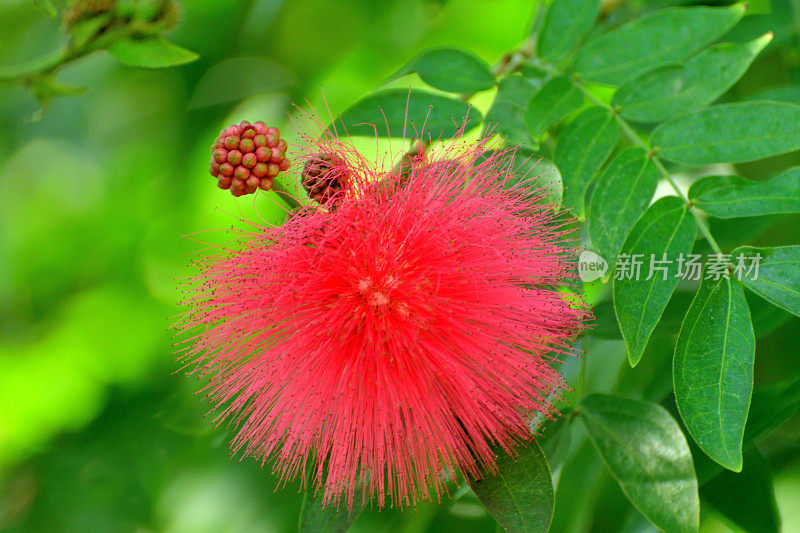 钱婆/红色粉扑&‘白花Albiflora’